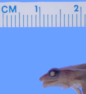Media type: image; Herpetology A-9361